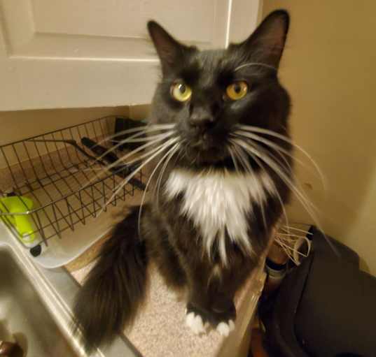 Photo of Sergeant Pepper