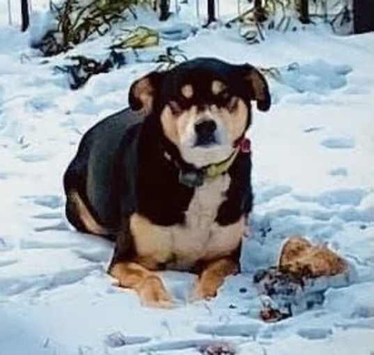 Photo of Loki