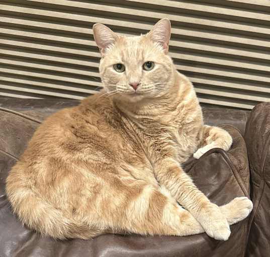 Photo of Leo