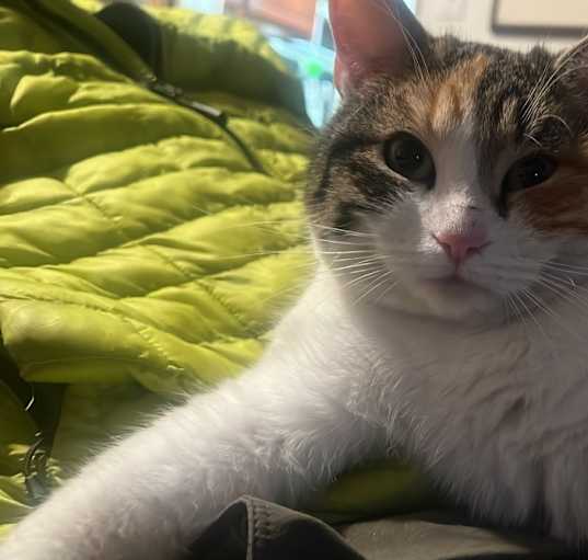 Photo of Cali