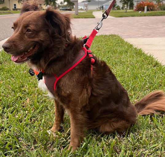 Photo of Brandy