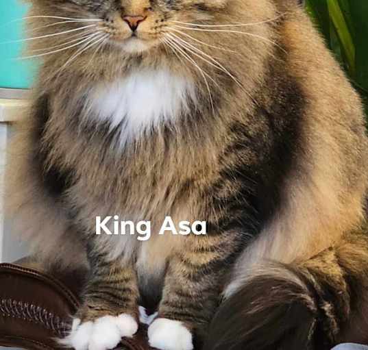 Photo of King Asa