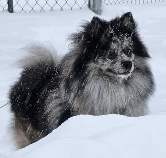 Photo of Jasper