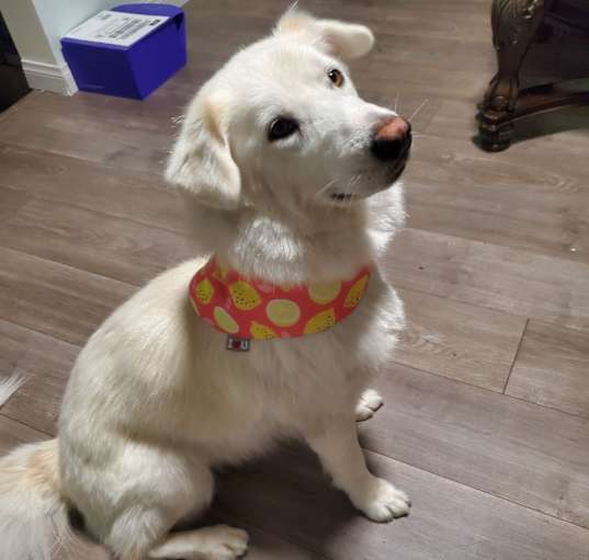 Photo of Nala