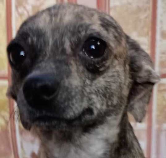 Photo of Kiwi