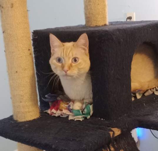 Photo of Pippin