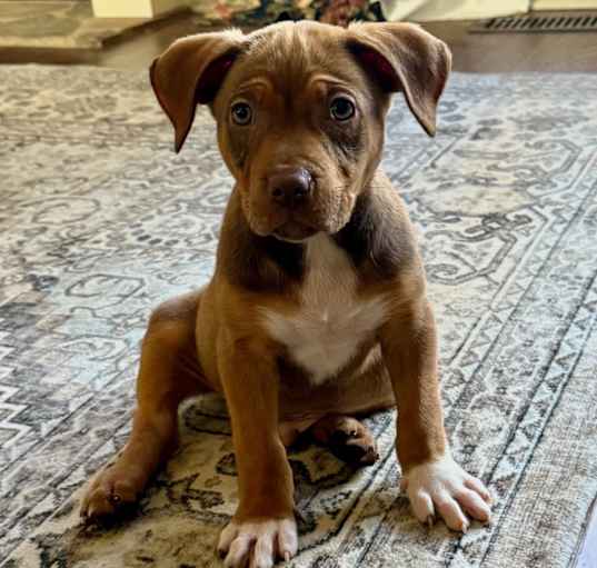 Photo of Tyson ~ meet me!