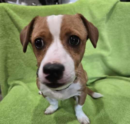 Photo of Rusty