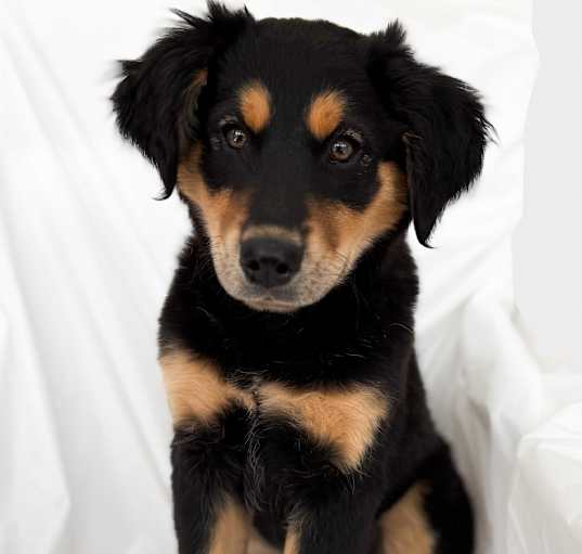 Photo of Ruby