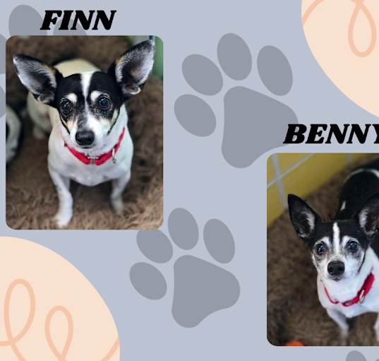 Photo of Benny