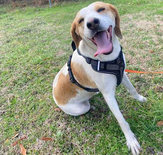 Photo of Honey