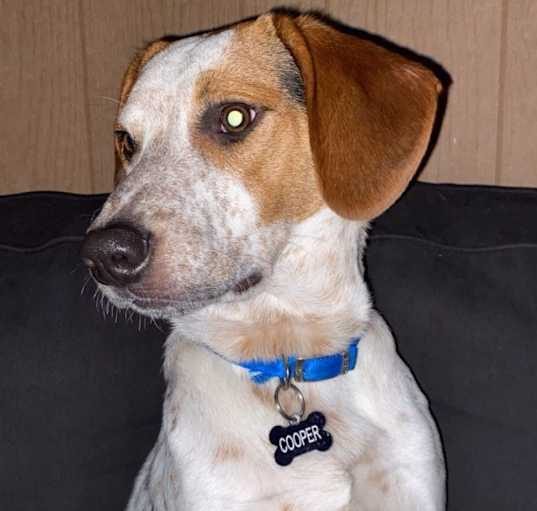 Photo of Cooper