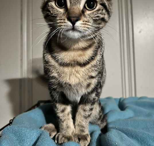Photo of Louie