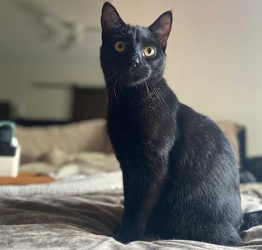 Photo of Bean