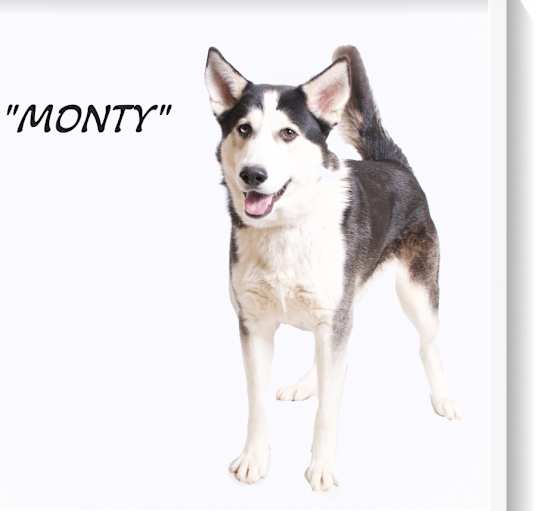 Photo of Morty 