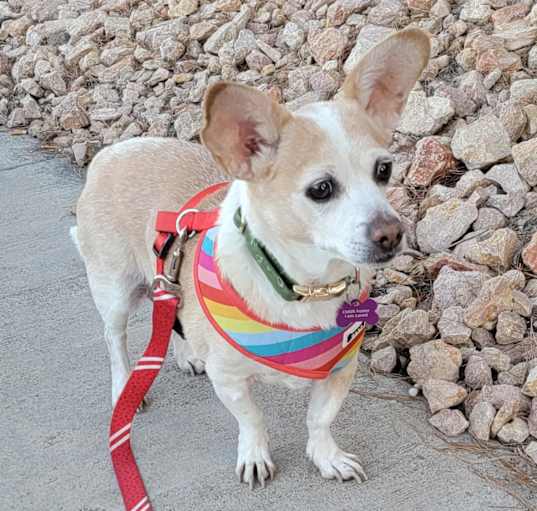 Photo of Bailey