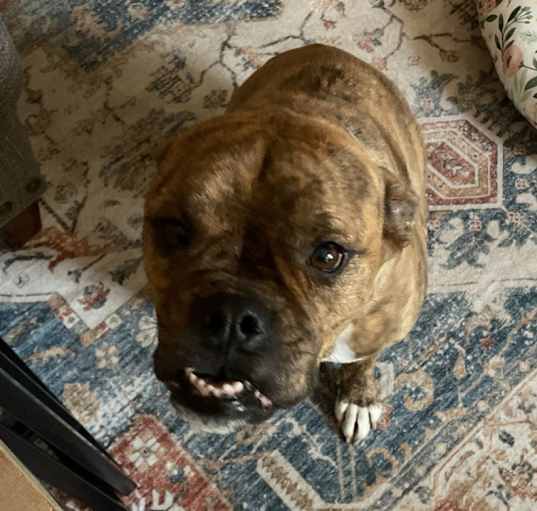 Photo of Daisy