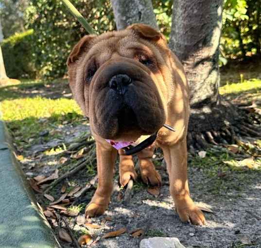 Photo of ELLA