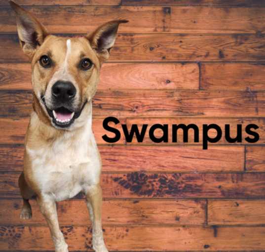 Photo of Swampus