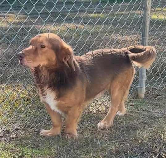 Photo of Shadrach