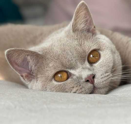 Photo of Milo