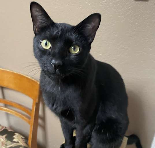 Photo of Stray