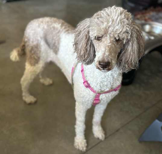 Photo of Willow