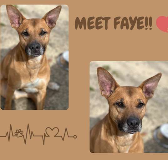 Photo of Faye