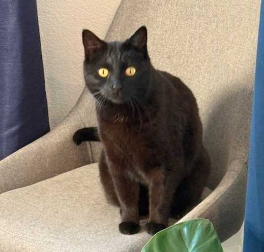 Photo of Bella (courtesy posting)