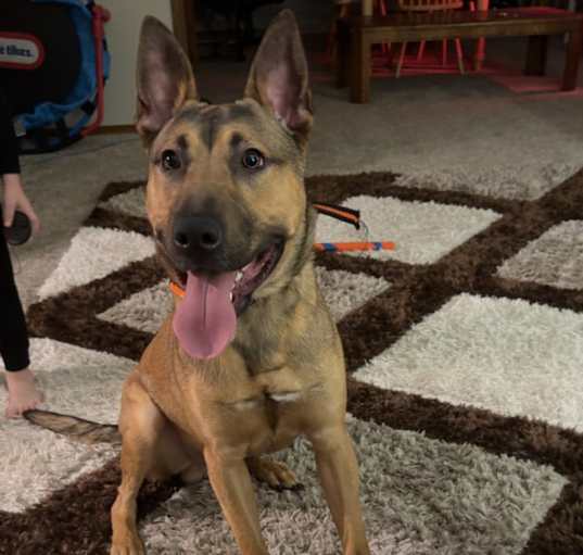 Photo of Taz