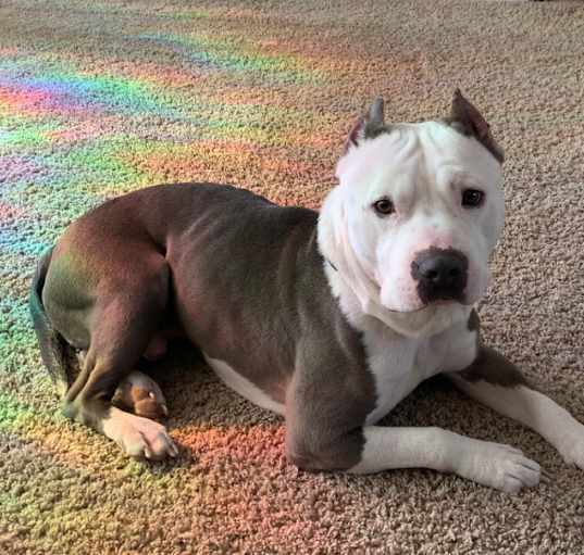 Photo of Koda