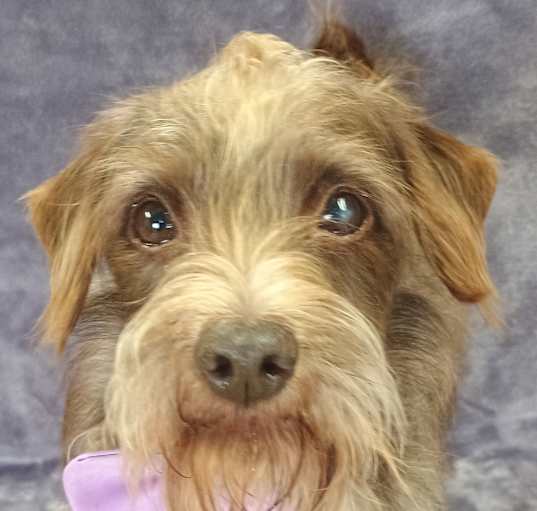 Photo of Rusty