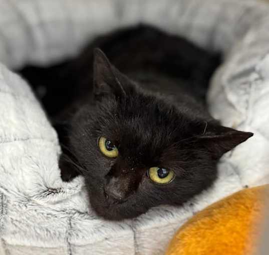 Photo of Velveteen