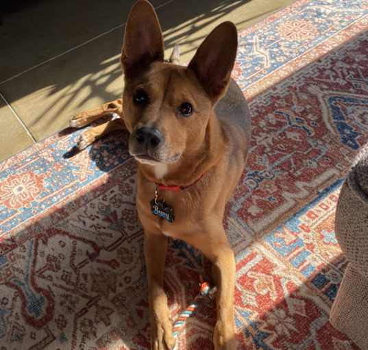 Photo of Remy