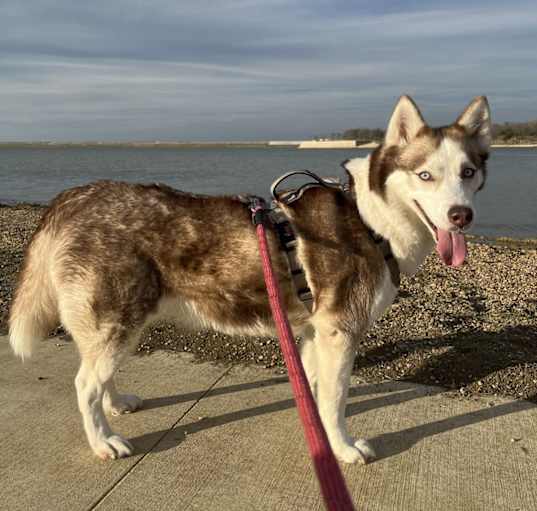 Photo of Saphira