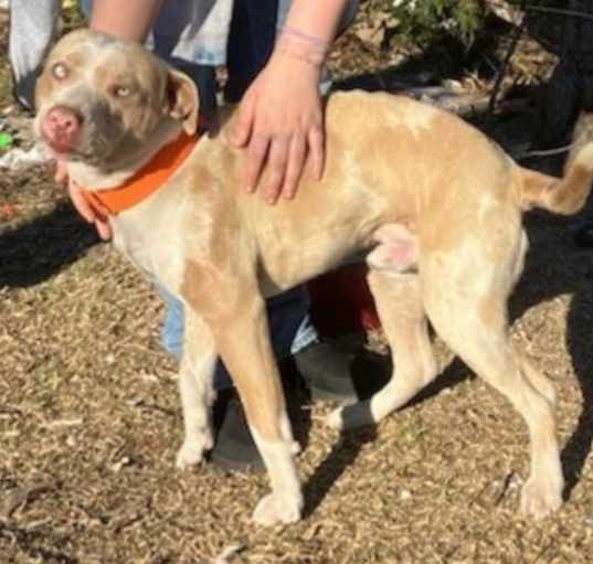 Photo of Merle URGENT HELP PLEASE!