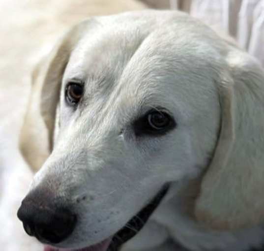 Photo of SHORTY