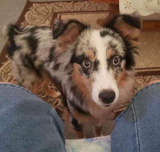 Photo of Dixie