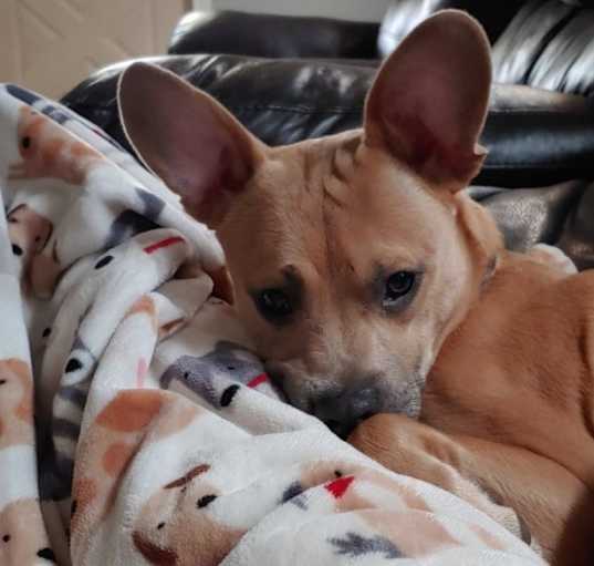 Photo of Harley