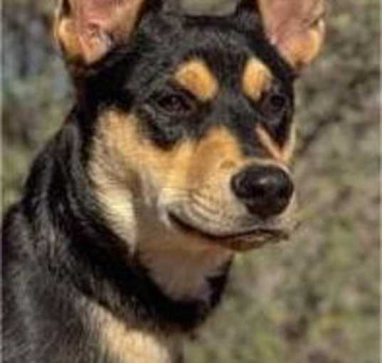 Photo of Merlin