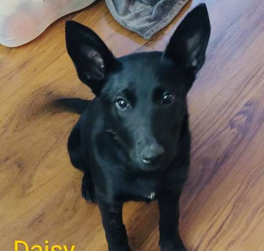 Photo of Daisy