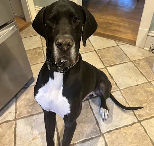 Photo of Tux