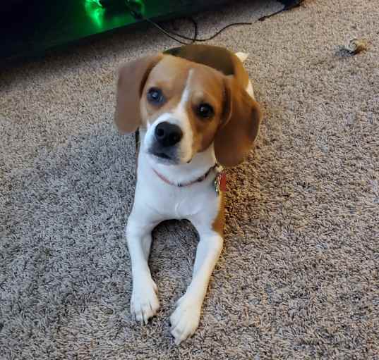 Photo of Layla