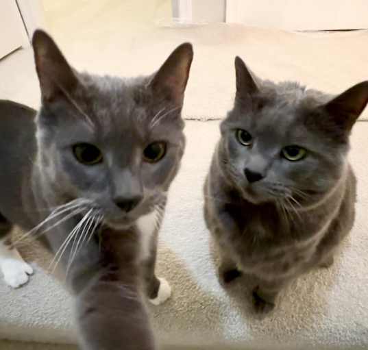 Photo of Socks