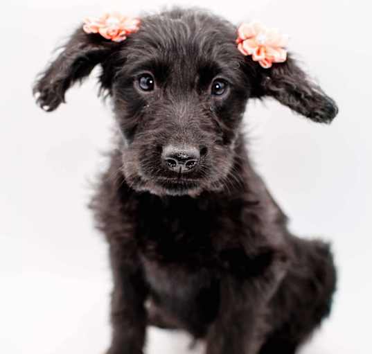 Photo of Mary Puppins