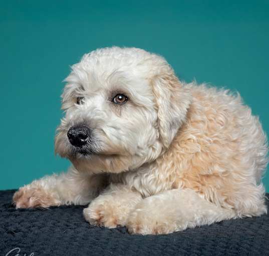 Photo of Prada