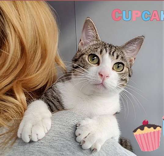 Photo of Cupcake