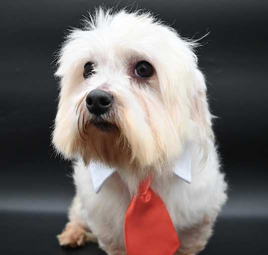Photo of Otis