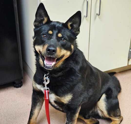 Photo of ARCHIE