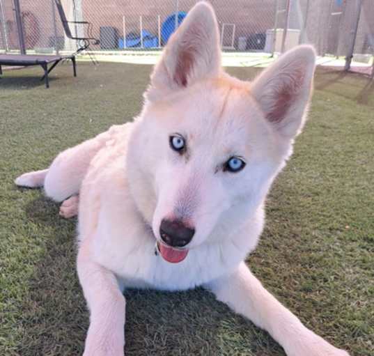 Photo of Moonshine